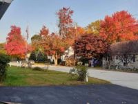 colorful trees
