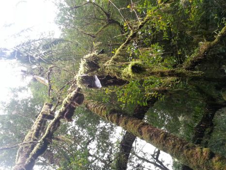 Epiphytes
