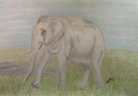 asian elephant endangered cropped 1677 x 1163