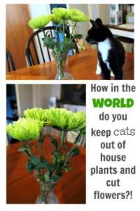 January 10th is National Houseplant Appreciation Day