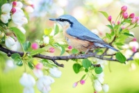 blue bird spring