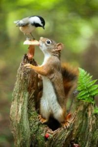 Squirrel Talk