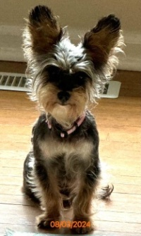 Ginger  IMG_1293