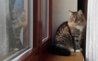 Kitty look in reflection. Kotě a jeho odraz v okně.