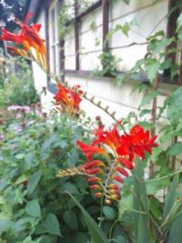 Gorgeous flower