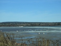 Swans on the bay
