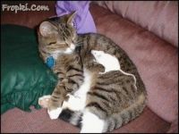Cat & Mouse