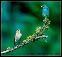 Pair of Mountain Bluebirds