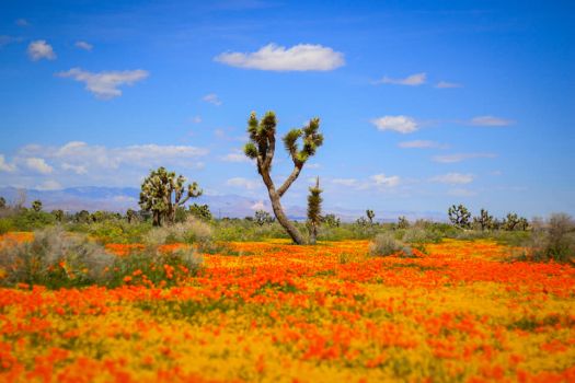 Antelope Valley Flowers and Joshuas