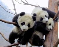 Pandu Baby