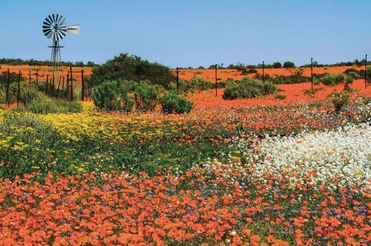 Some Namaqualand and Kalahari Flowers