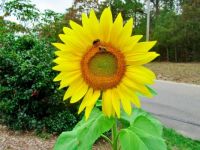 Last Sunflower