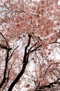 Under the Weeping Cherry Tree