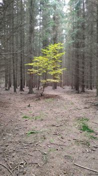 Solitaire in coniferous forest