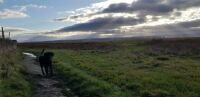 Out for a walk on the marshes