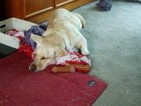 My toys - my snooze time . . .