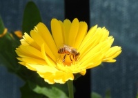Honeybee on Pot Marigold in my neighborhood, San Marcos, California