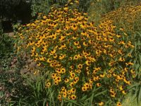 Black-Eyed Susans at Denver Botanic Gardens