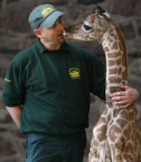 Baby Giraffe2