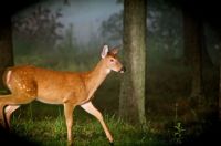Karen's backyard deer