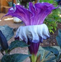 Purple Datura