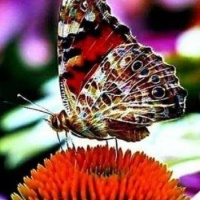 Moth / Butterfly