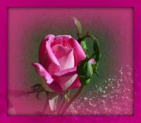 My lovely pink rose . . . . .
