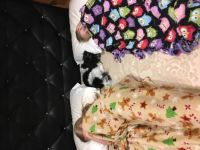 Charlee sleeping