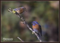 Pair of Western Bluebirds