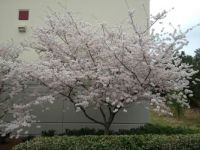 Dogwood in April