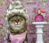 Cat Frenchy Perfume