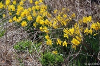 Daffodils5