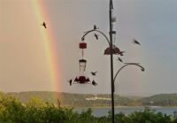 HUMMING BIRDS AND RAINBOW