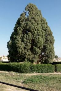 Oldest Tree