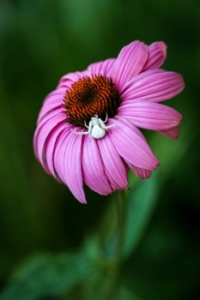 FLOWER AND A FRIEND