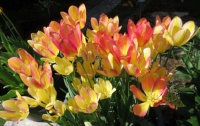 "Changing Colour" Tulips. Open in the sunlight