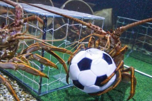 A crab soccer match...