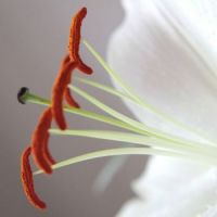 Lily