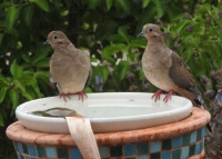 Mourning Doves on the front birdbath, San Marcos, California