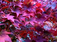 Never lose an opportunity of seeing anything beautiful, for beauty is God's handwriting.