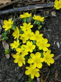 Winter Aconite Patch