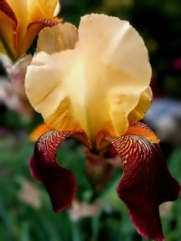 💜🌿💛 Irises 💛🌿💜