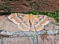 Tulip-tree Silkmoth