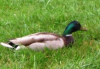 Feeding at Bird Feeder