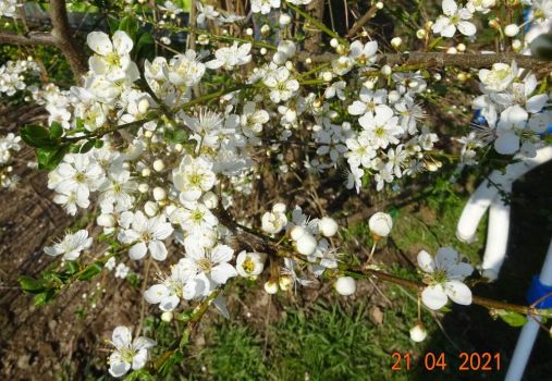 kvetoucí trnka - flowering blackthorn
