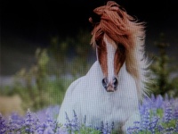 Purebred Icelandic Horse in the summertime with blooming Lupine
