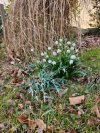 Schneeglöckchen - Snowdrops
