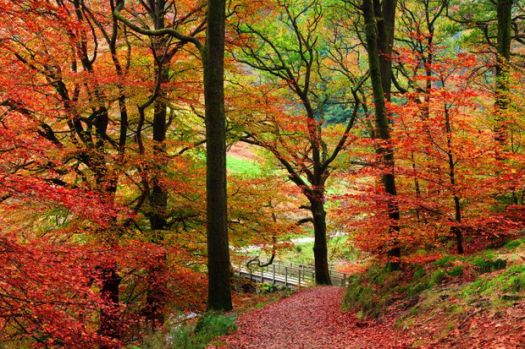 A lovely trek into the autumn woods