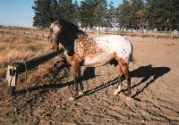 Buzzy-Colt I Raised