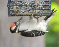 Hairy Woodpecker, juvenile male
